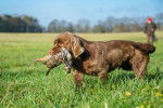 Photo Sussex Spaniel