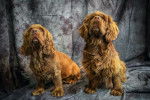 Photo Sussex Spaniel