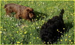 Elastic dans la prairie - Sussex Spaniel (2 ans)
