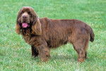 Photo Sussex Spaniel