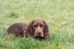 Photo Sussex Spaniel