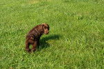 Photo Sussex Spaniel