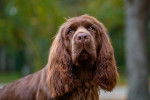 Photo Sussex Spaniel