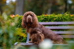 Photo Sussex Spaniel
