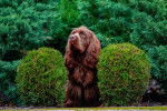 Photo Sussex Spaniel