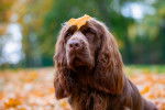 Photo Sussex Spaniel