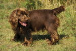 Photo Sussex Spaniel