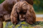 Photo Sussex Spaniel