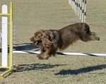 Photo Sussex Spaniel