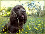 Elastic en las flores - Sussex Spaniel Femelle (2 ans)