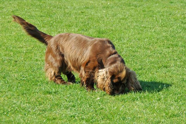 Photo Sussex Spaniel