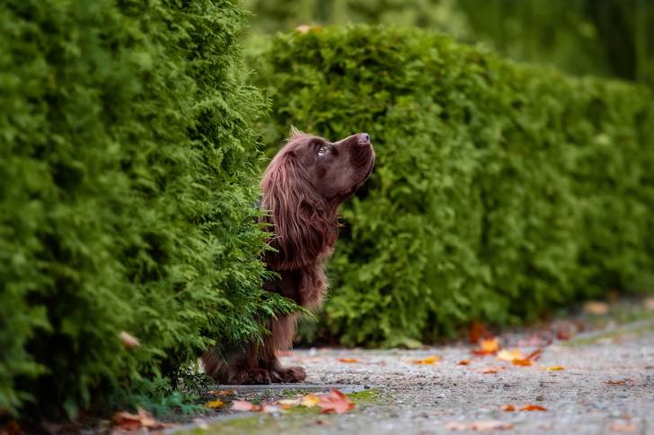 Photo Sussex Spaniel