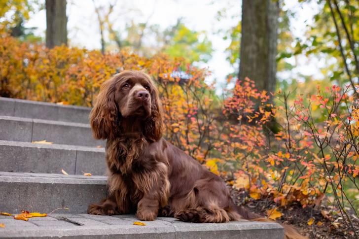 Photo Sussex Spaniel