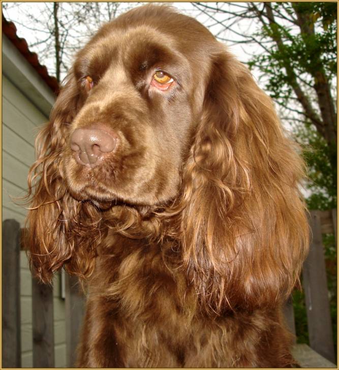 Elastic - Sussex Spaniel Femelle (2 ans)