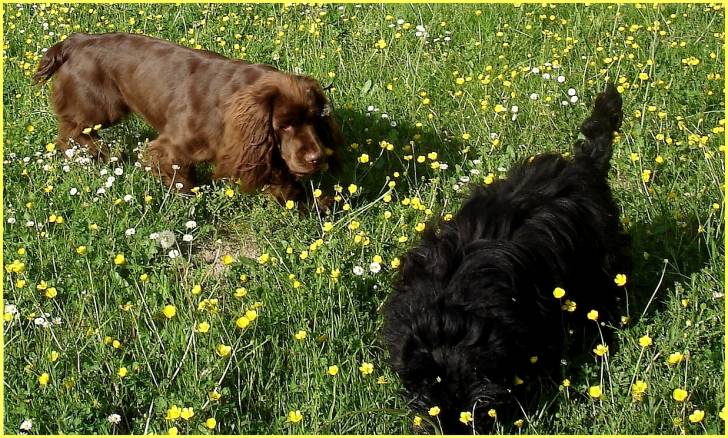 Elastic dans la prairie - Sussex Spaniel Femelle (2 ans)