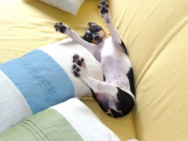 Bolt - Terrier Brésilien