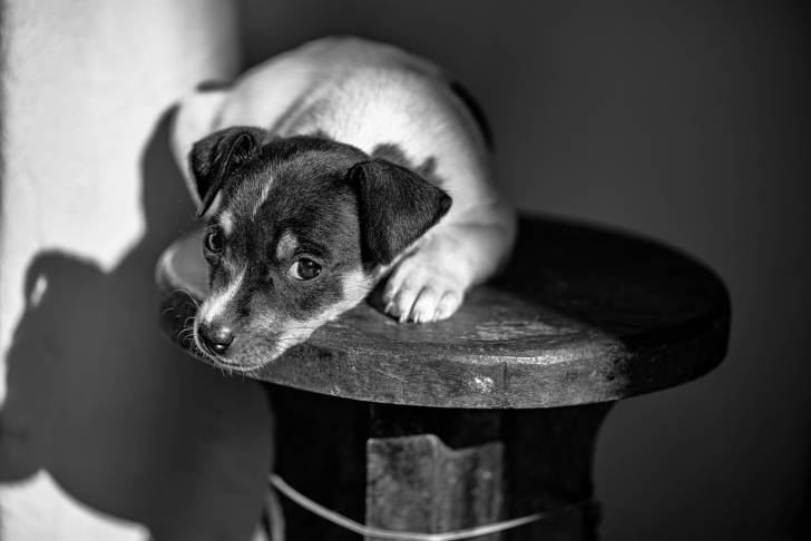 Photo Terrier Brésilien