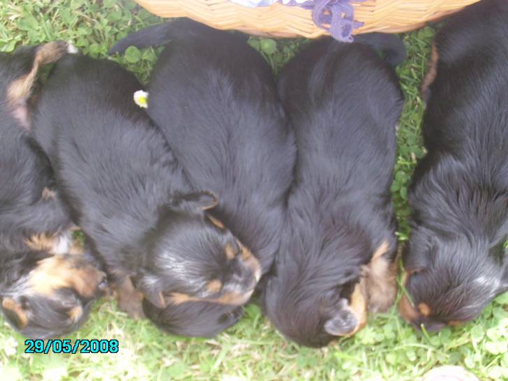 ökih - Terrier Brésilien Mâle (1 mois)