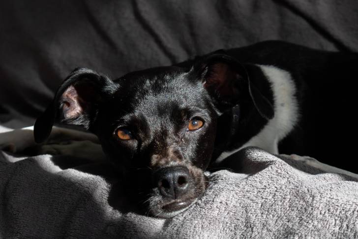 Photo Terrier Brésilien