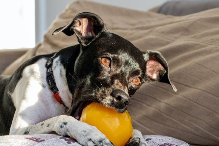 Photo Terrier Brésilien
