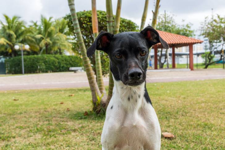 Photo Terrier Brésilien