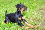 Photo Deutscher Jagdterrier