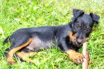Photo Deutscher Jagdterrier