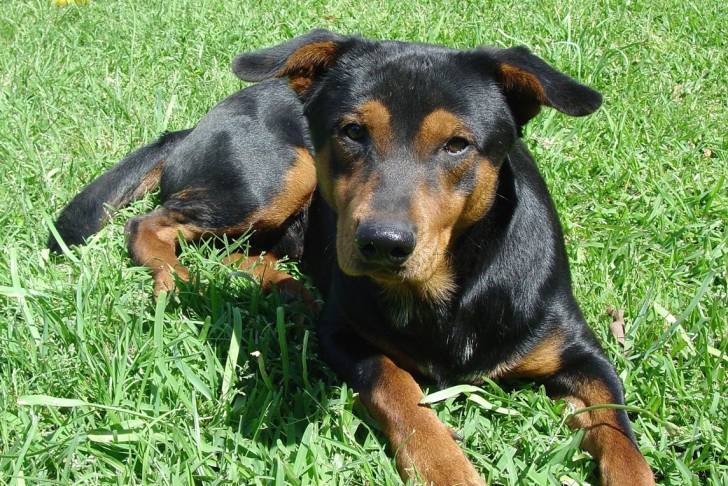 Photo Deutscher Jagdterrier