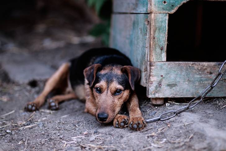 Photo Deutscher Jagdterrier