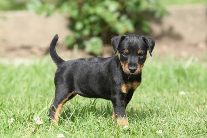 Photo Deutscher Jagdterrier