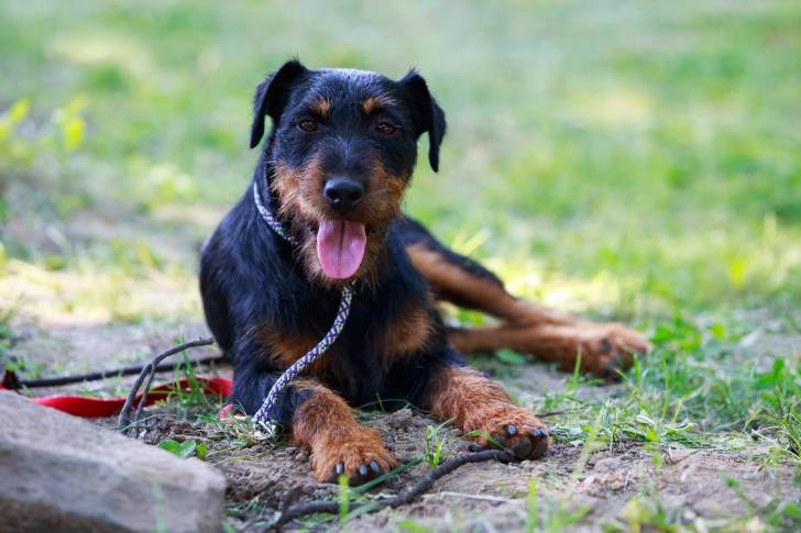 Photo Deutscher Jagdterrier