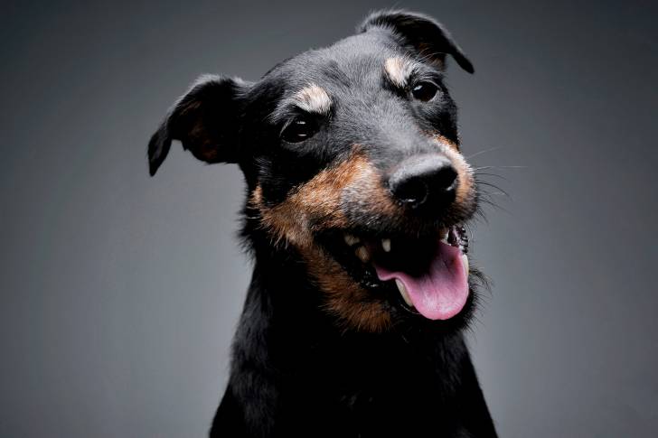 Photo Deutscher Jagdterrier