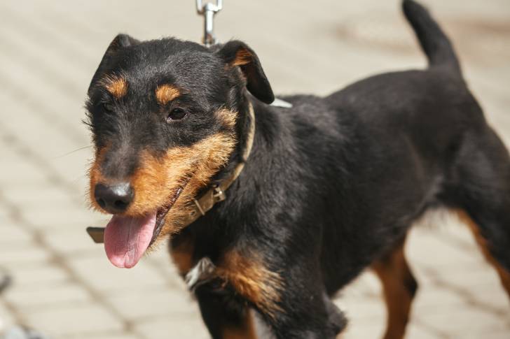 Photo Deutscher Jagdterrier