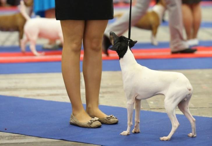 Photo Terrier Japonais