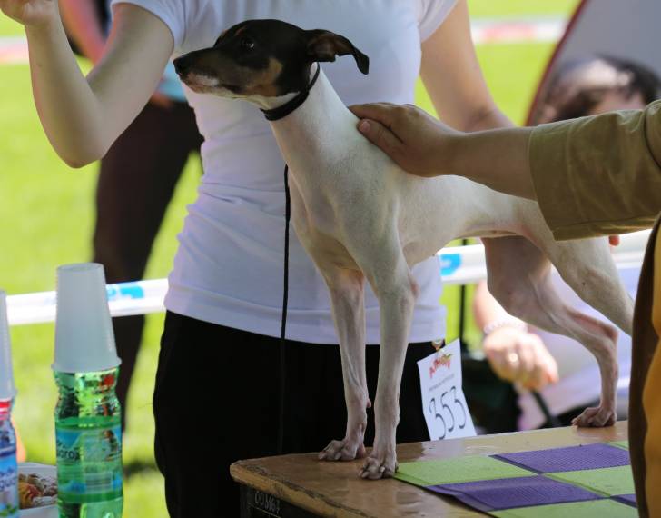 Photo Terrier Japonais