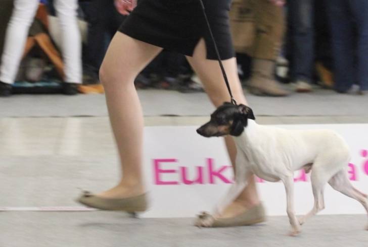 Photo Terrier Japonais