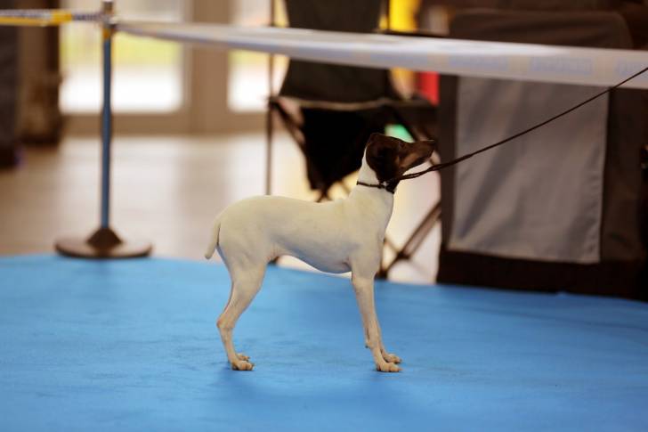 Photo Terrier Japonais