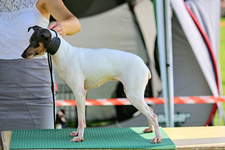 Photo Terrier Japonais