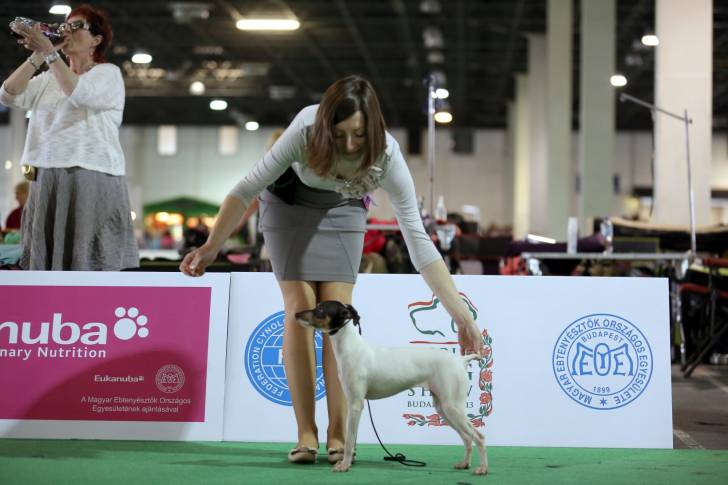 Photo Terrier Japonais