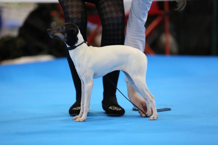 Photo Terrier Japonais