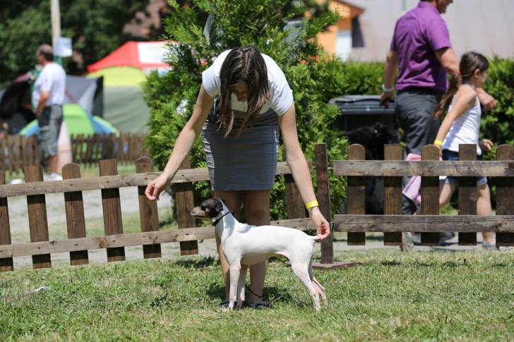 Photo Terrier Japonais