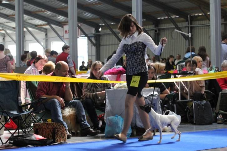 Photo Terrier Japonais