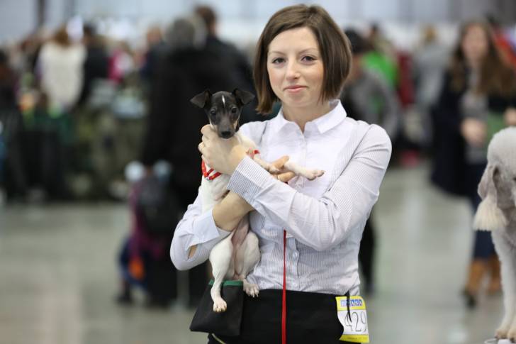 Photo Terrier Japonais