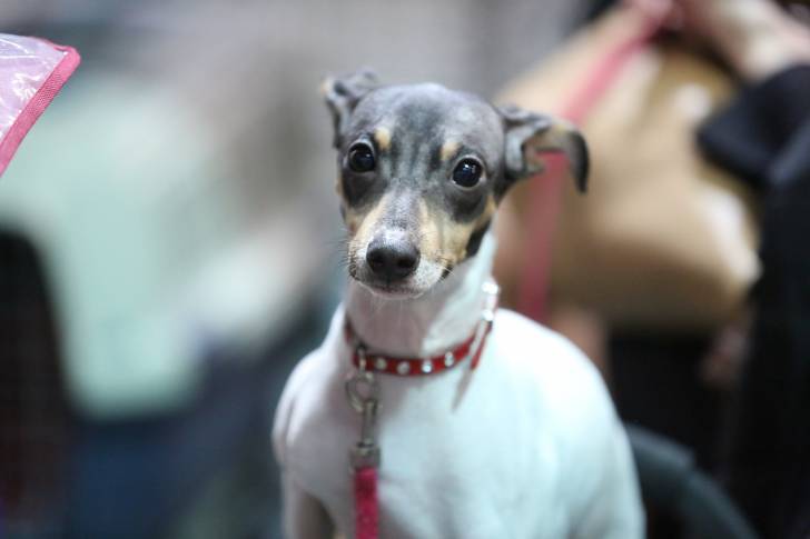 Photo Terrier Japonais