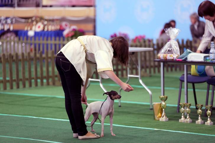 Photo Terrier Japonais