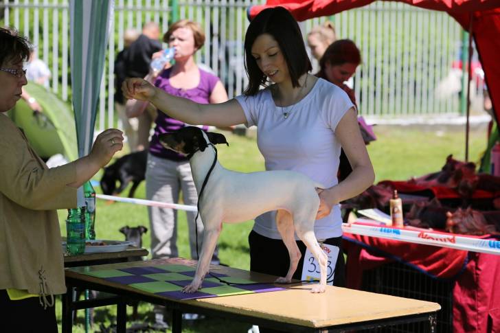 Photo Terrier Japonais