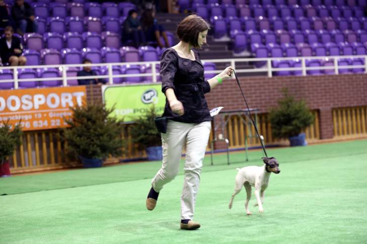 Photo Terrier Japonais