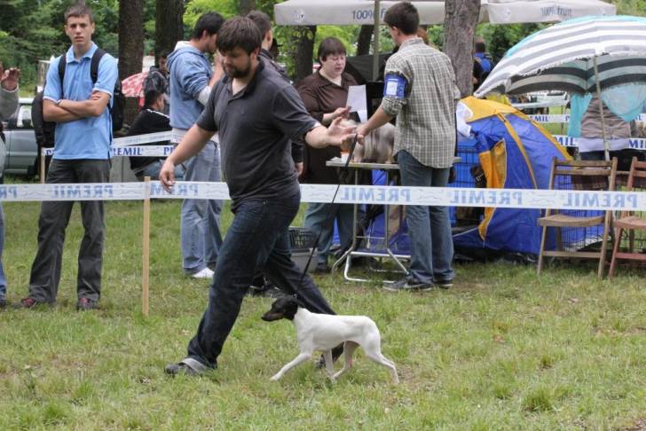 Photo Terrier Japonais