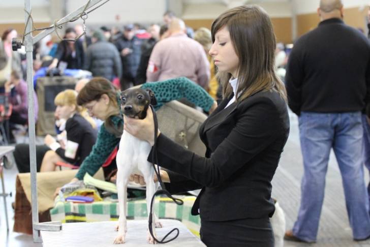 Photo Terrier Japonais