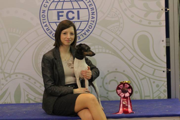 Photo Terrier Japonais